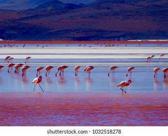 Flamingoes Feeding In The Pink Lake - Bolivia 