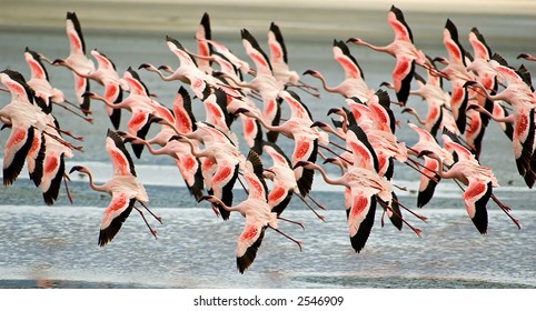 Flamingoes flying low