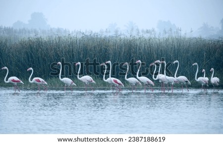 Flamingoes grace Bhigwan Bird Sanctuary, India wading in line, vibrant hues dazzling. Nature's poetry unfolds; pink ballet.