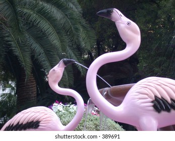 Flamingos