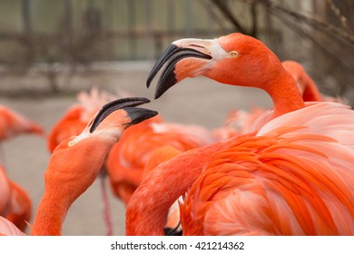 Flamingos