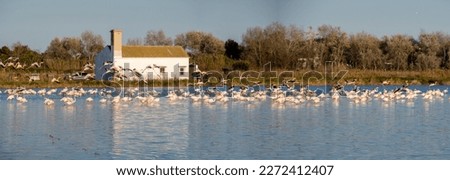 Flamingos in the Albufera of Valencia (Spain)