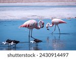 Flamingos in the Atacama salt flat, Chile