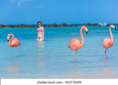 Flamingos beach. Aruba
