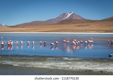 Flamingos Blue Lagoon Uyuni Bolivia Stock Photo 1118770130 | Shutterstock