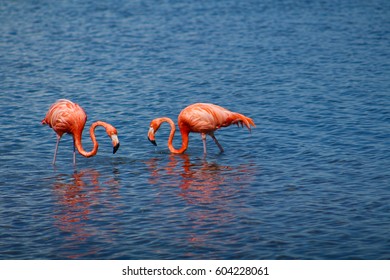 Flamingos Of Bonaire