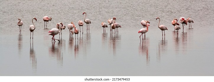 Flamingos in Camargue region, France - Shutterstock ID 2173479453