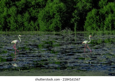 Flamingos In Dubai Wild Life Park