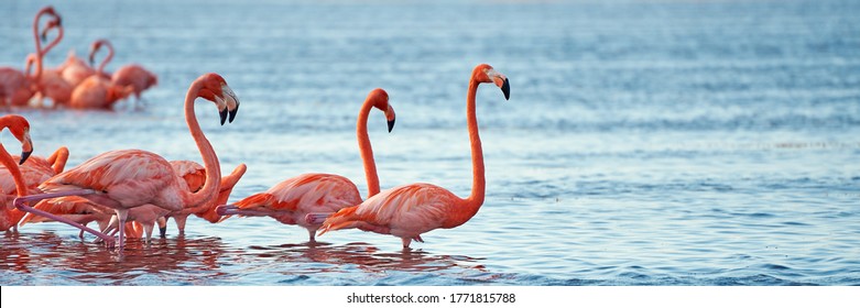 flamingos during winter end in Yucatán