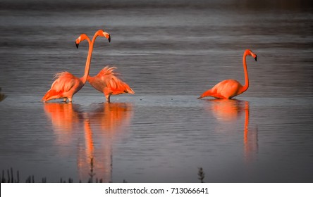 Flamingos Fat Jan Kok Salt Plain Stock Photo (Edit Now) 713066641