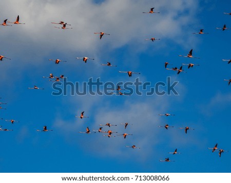 Similar – Rosa Flamingos fliegen durch den Himmel von Guajira Kolumbien.