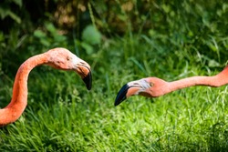 Flamingos Fighting Each Other
