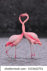 Flamingos Fighting, Forming A Heart. Galápagos National Park, Ecuador.