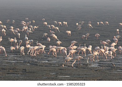 Flamingos Or Flamingoes, Sewree, Mumbai, India