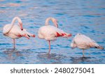 Flamingos or flamingoes are a type of wading bird in the family Phoenicopteridae, which is the only extant family in the order Phoenicopteriformes