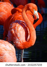 Flamingos or flamingoes are a type of wading bird, the only genus in the family Phoenicopteridae. There are four flamingo species in the Americas and two species in the Old World.