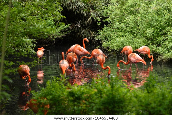 Flamingos or flamingoes are a type of wading bird\
in the family Phoenicopteridae. Red Flamingos come from\
America