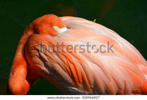Flamingo Old Account