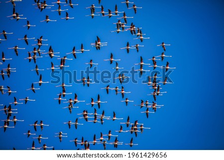 Similar – Rosa Flamingos fliegen durch den Himmel von Guajira Kolumbien.