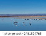 Flamingos and flock of black-winged stilts in lagoon of salt flats of high altitude Atacama desert near San Pedro de Atacama, Antofagasta, Chile with mountains out of focus in background