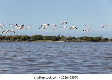 Flamingos Fly Over Calm Water At The Edge Of The Grassy Bank