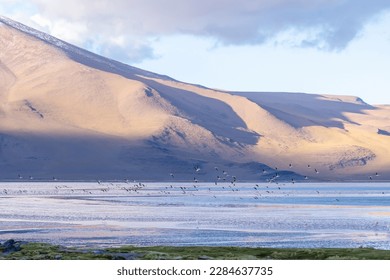 Flamingos flying in Eduardo Avaroa National  at dusk in Bolivia. The Eduardo Avaroa Andean Fauna National Reserve is Bolivia's most visited protected area. - Powered by Shutterstock