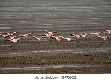 Flamingos Flying, Mumbai, India