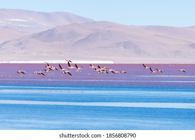 Flamingos Flying On Pink Lake In Bolivia