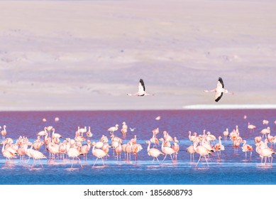 Flamingos Flying On Pink Lake In Bolivia