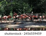 Flamingos at the Fort Worth Zoo