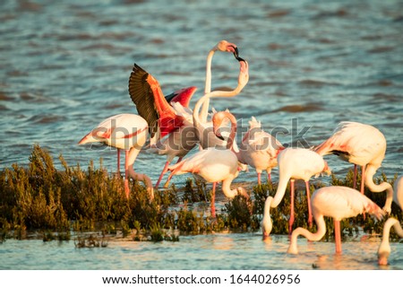 Flamingos in Fuente Piedra Lagoon