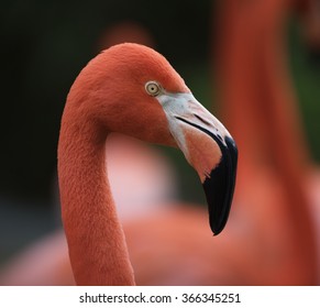 Flamingo's head