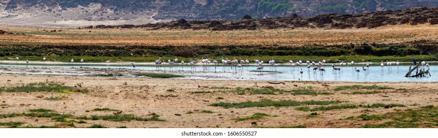 Flamingos Khor Rori Near Salalah In Oman