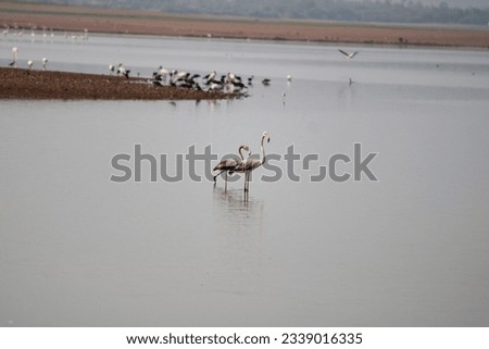 Flamingos in Krishna River Near Bagalkot