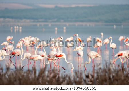 Flamingos in lagoon Fuente de Piedra