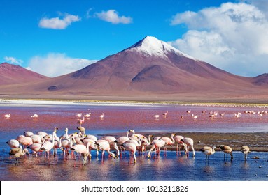 flamingos in Laguna Colorada , Bolivia