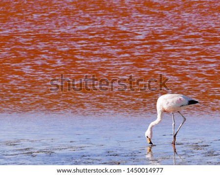 Flamingos in the Laguna Colorada (Red Lagoon), Bolivia Eduardo Avaroa Andean Fauna National Reserve
