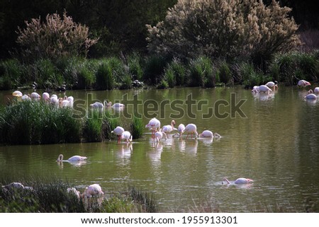 Flamingos in the Laguna de Fuente de Piedra, lagoon in the province of Malaga (Andalucia, Spain)	
