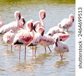 Flamingos in Lake Manyara National Park Tanzania.