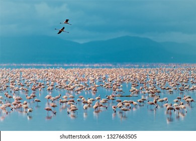 Flamingos In Lake Manyara In Tanzania