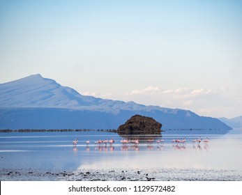 Flamingos At Lake Natron