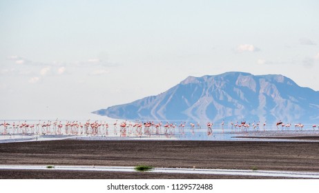 Flamingos At Lake Natron