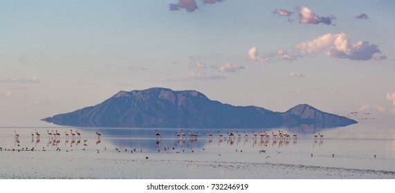 Flamingos At Lake Natron