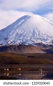 Flamingos At The Chungará Lake With Parinacota Volcano In The Background