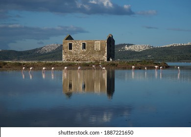 Flamingos In The Lake Tuzla, Bodrum, Turkey