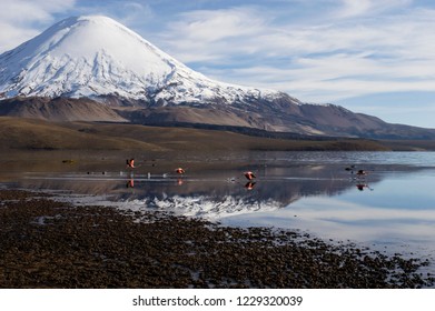 Flamingos In The Chungará Lake With Volcano In The Background