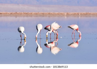 Flamingos At Los Flamencos National Reserve, Chile