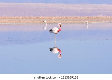 Flamingos At Los Flamencos National Reserve, Chile