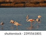 Flamingos in Marsala saltmarsh Sicily Italy