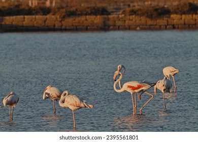 Flamingos in Marsala saltmarsh Sicily Italy, fotografie de stoc